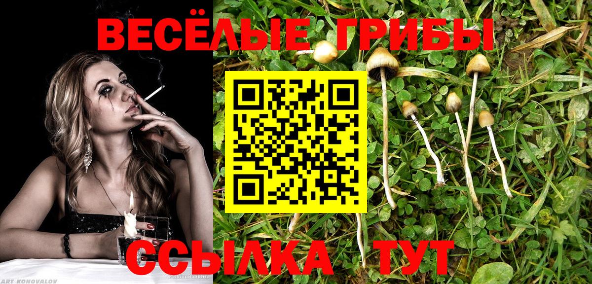 Псилоцибиновые грибы Cubensis Усть-Лабинск